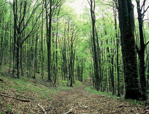 Faggeta del Monte Baldo in primavera.