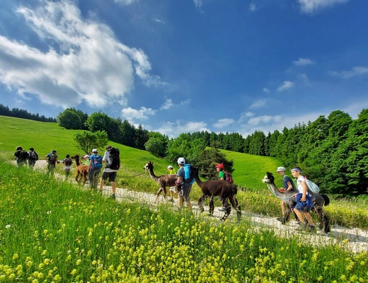 Passeggiate e attività con gli Alpaca