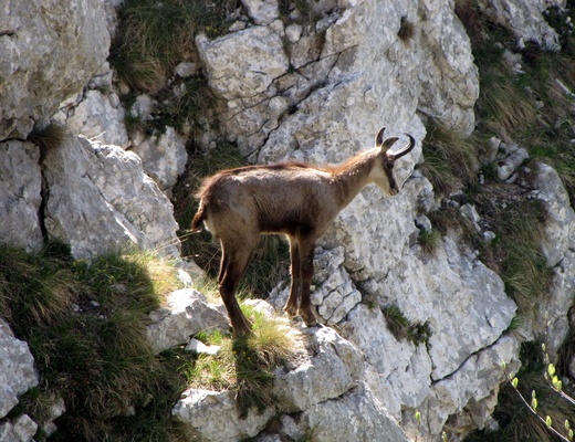 fauna