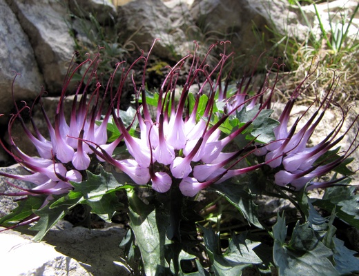 fioriture